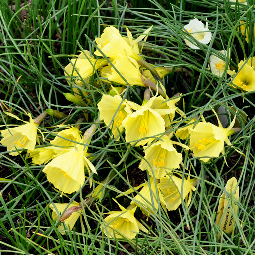 Narcissus bulbocodium filifolius - Click Image to Close